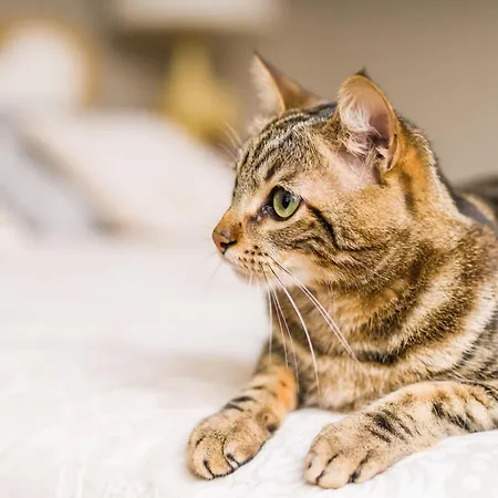 Aguino Rias Bajas 3000 * Ribeira